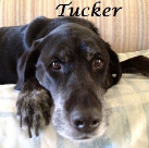 Tucker .2000-2015